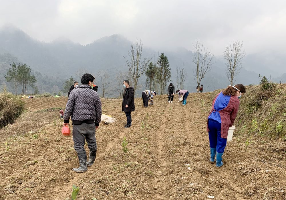 大唐湖南分公司：油茶地里种土豆　抗“疫”春耕两不误