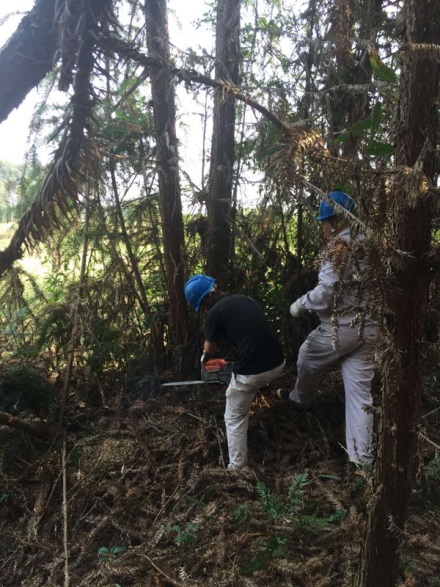 富川供电：清树障除隐患  保线路安全通畅