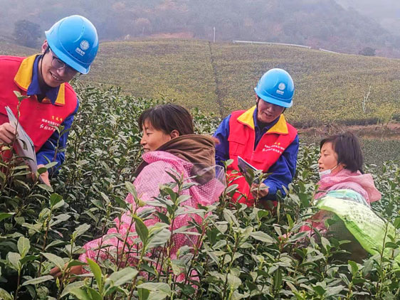 国网宁波市鄞州区供电公司：早春采茶忙 供电来帮忙