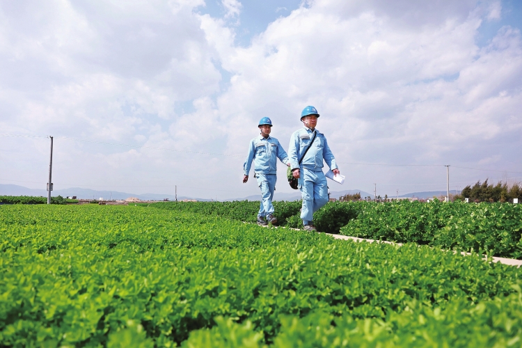 云南玉溪供电局组织党员服务队到田间地头保障农户春灌用电