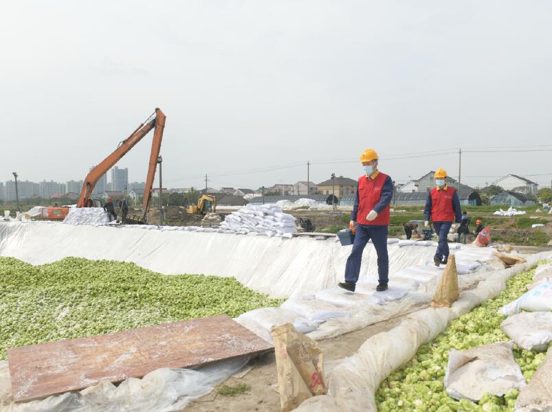 国网余姚市供电公司电助菜农丰收