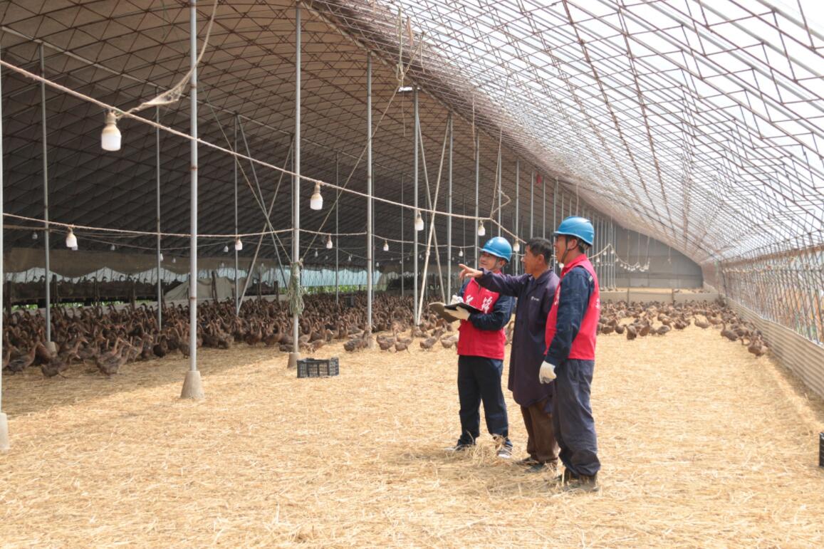 国网大石桥市供电公司“满格电” 助力养鸭走上致富路