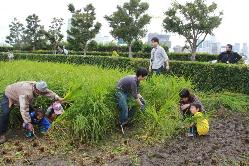 日本如何对待秸秆焚烧