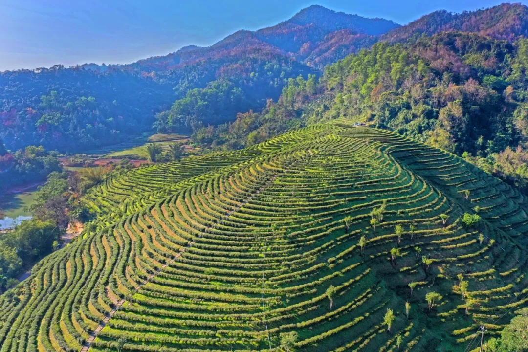 共绘振兴好“丰”景 中国海油以行动提升帮扶实效